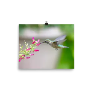 Hovering Broadtailed Hummingbird on Red Birds Plant-print