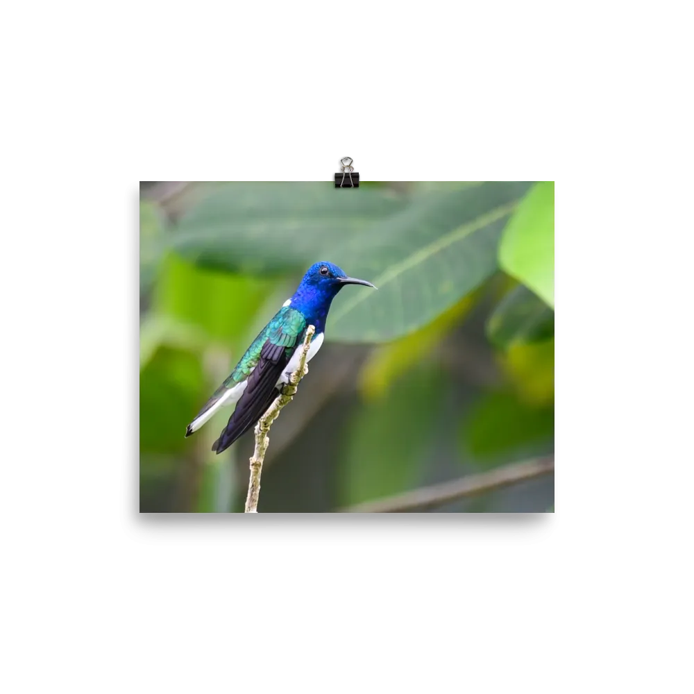 White-necked Jacobin - print