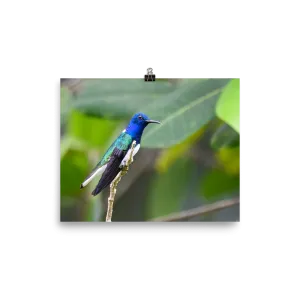 White-necked Jacobin - print